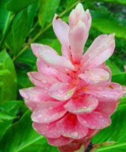 essential oil ginger lily pink