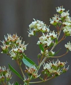 essential oil henna flower