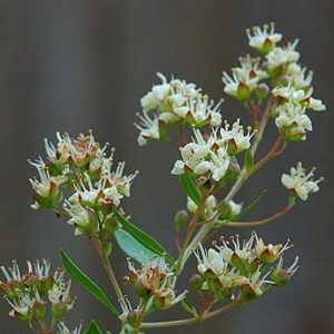 essential oil henna flower