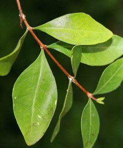 essential oil henna leaf