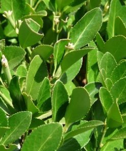 essential oil laurel leaf