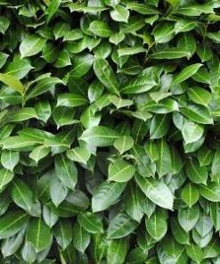 essential oil laurel leaf hedge