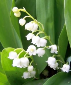 essential oil muguet 2