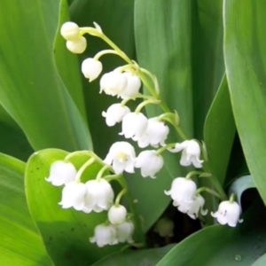 essential oil muguet 2