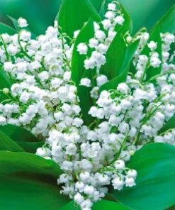 essential oil muguet