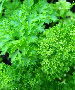 essential oil parsley