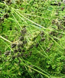 essential oil parsley seeds