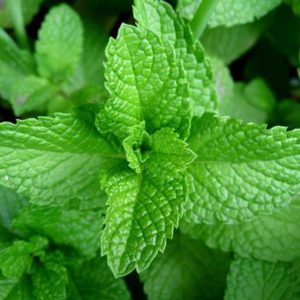 essential oil spearmint 2