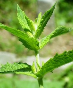 essential oil spearmint