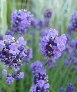 essential oil spike lavender