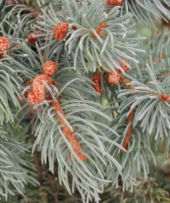 essential oil spruce