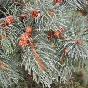 essential oil spruce