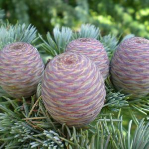 essential oil atlas cedar