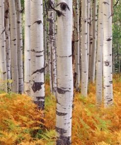 essential oil birch