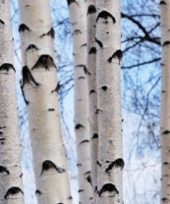 essential oil birch winter