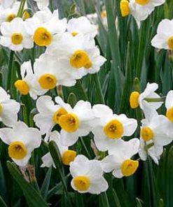 narcissus absolute 2