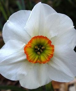 narcissus absolute