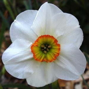 narcissus absolute