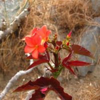 huanarpo macho flower