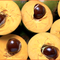 lucuma fruit