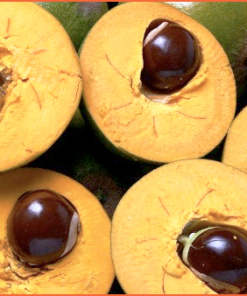 lucuma fruit