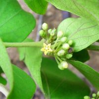 Gymnema sylvestre 2