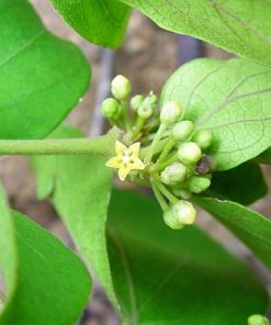 Gymnema sylvestre 2