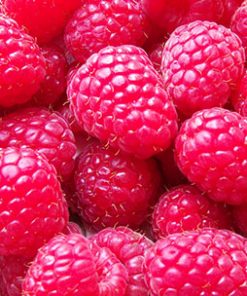 raspberry seed oil 1