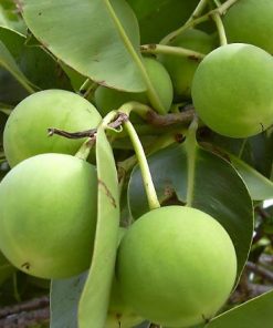 Tamanu Oil Fruit