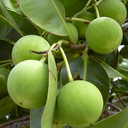 Tamanu Oil Fruit