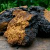 Chaga chunk