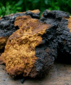 Chaga chunk