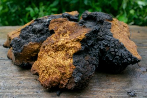 Chaga chunk