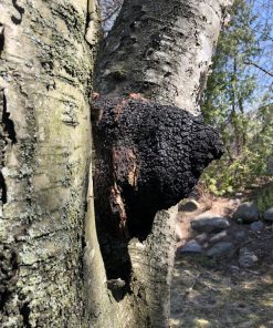 Chaga tree