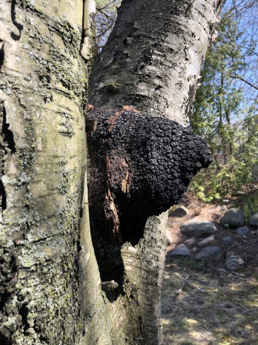 Chaga tree