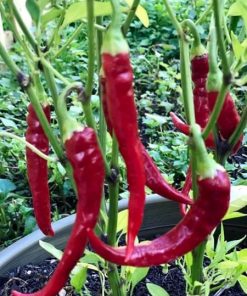 essential oil chilli seed garden