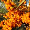 Sea Buckthorn Oil 1