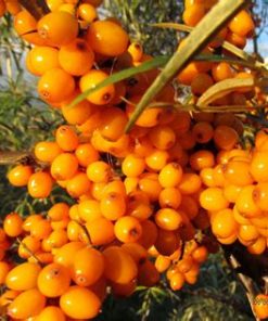 Sea Buckthorn Oil 1