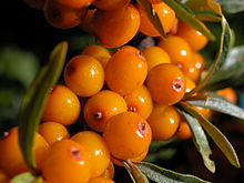 Sea Buckthorn Oil 3