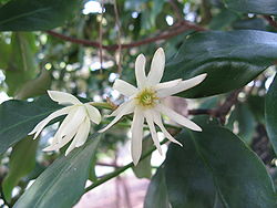 Essential Oil Star Anise 1