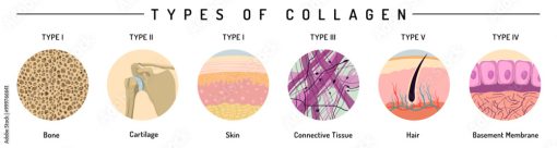 collagen types